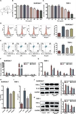 Sophoridine Inhibits the Tumour Growth of Non-Small Lung Cancer by Inducing Macrophages M1 Polarisation via MAPK-Mediated Inflammatory Pathway